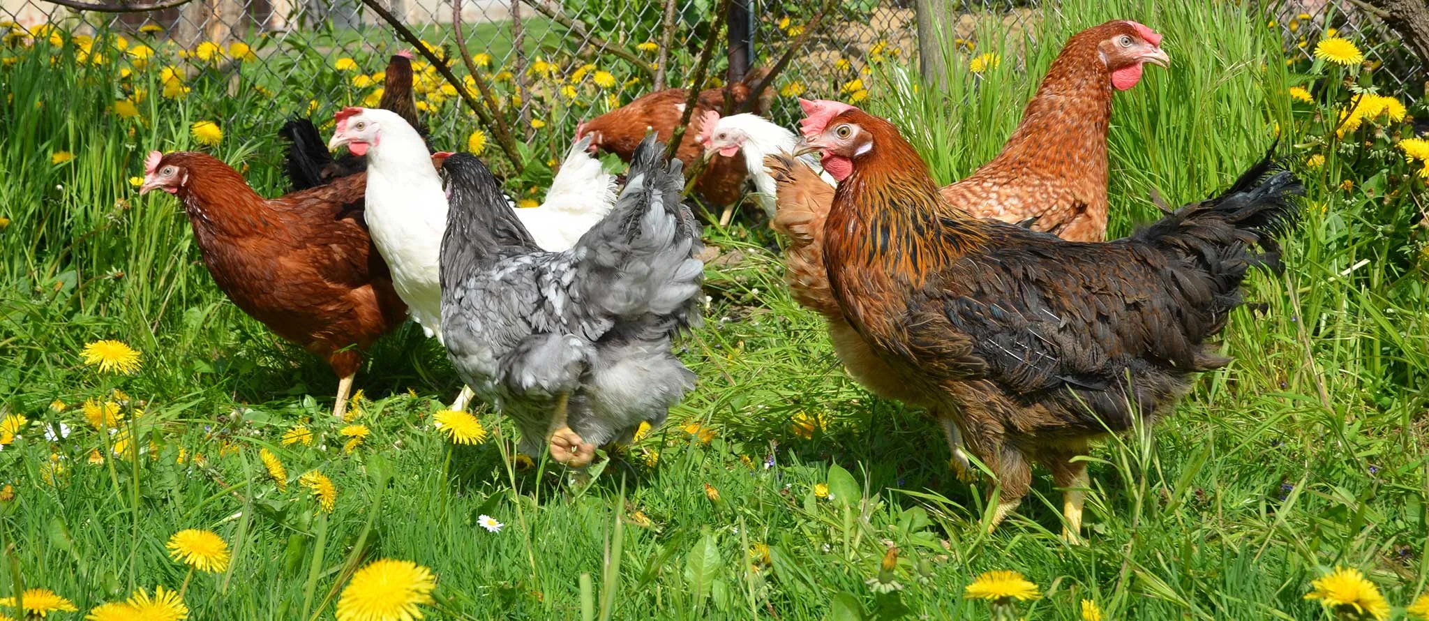 Farklı genetik programlara sahip yumurtacı tavuk ırkları ve üretim çeşitliliği