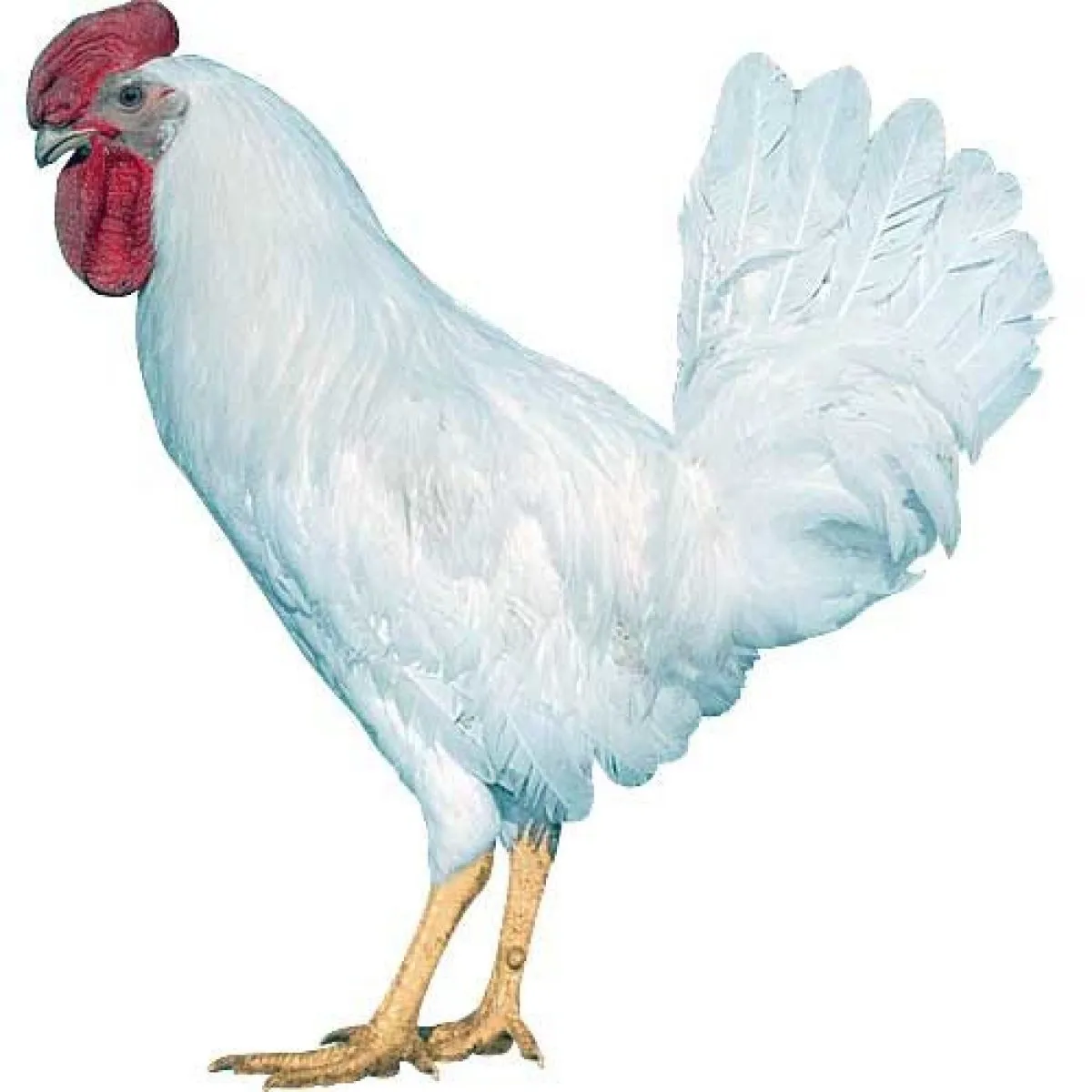 LEGHORN D229 yumurtacı hat - detaylı vücut yapısı