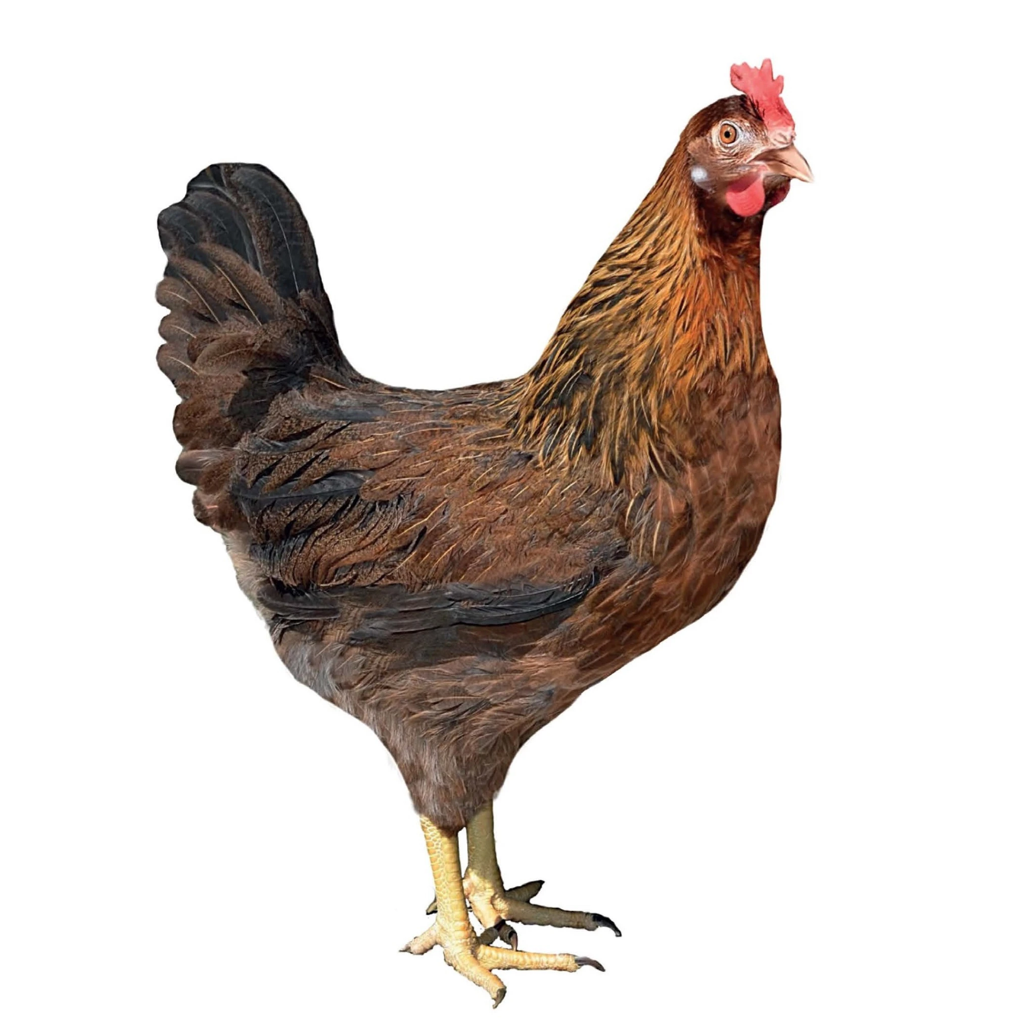KEKLİK RENKLİ LEGHORN D300 beyaz kabuklu yumurta üreten tavuk - sürü görünümü