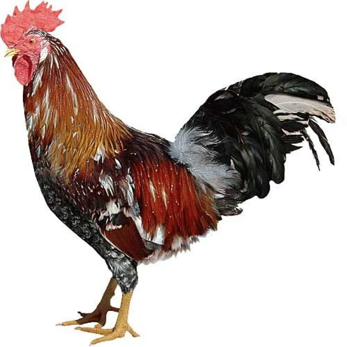 ÜÇ RENKLİ LEGHORN D301 yumurtacı hat - detaylı vücut yapısı