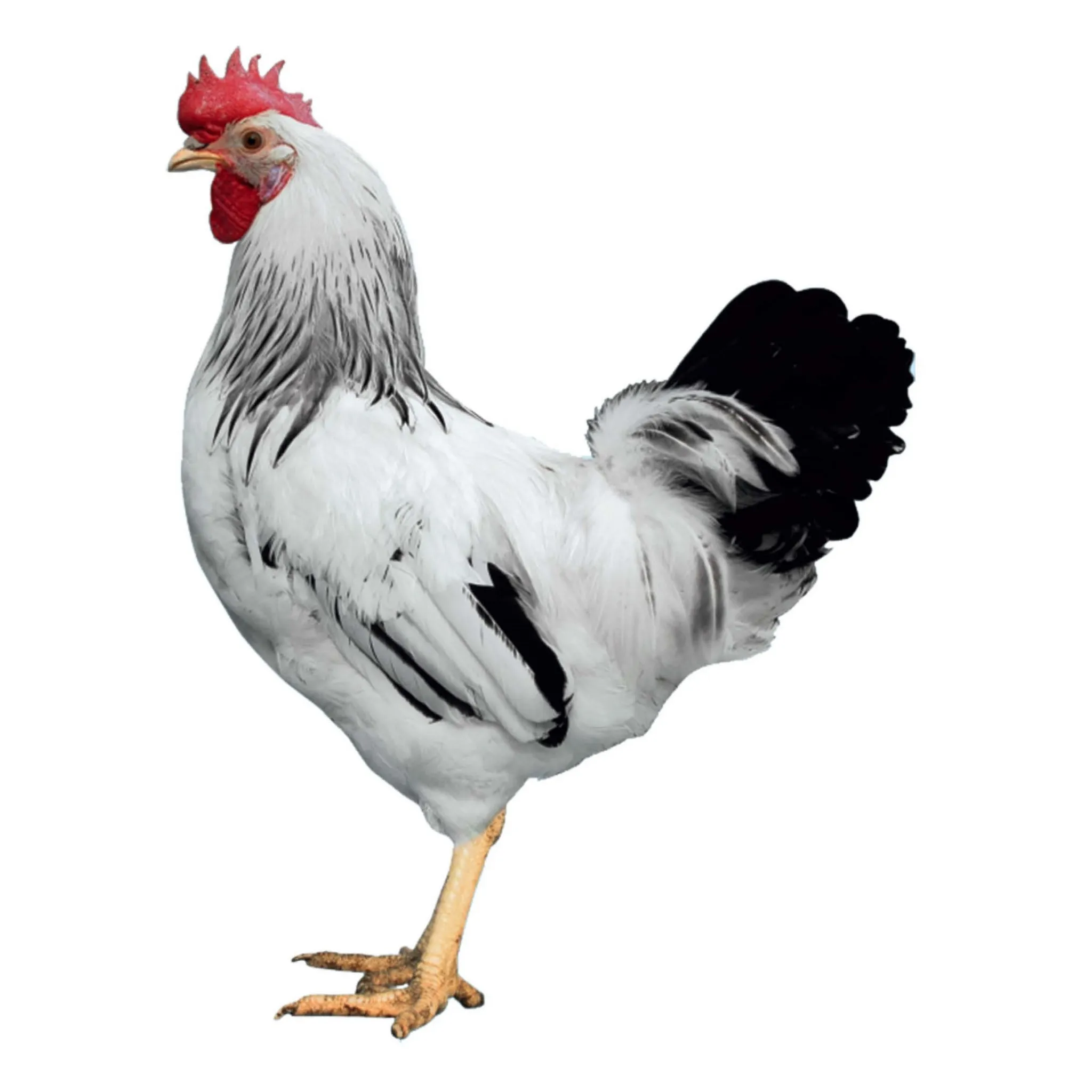 SUSSEX D304 yumurtacı hat - sürü görünümü