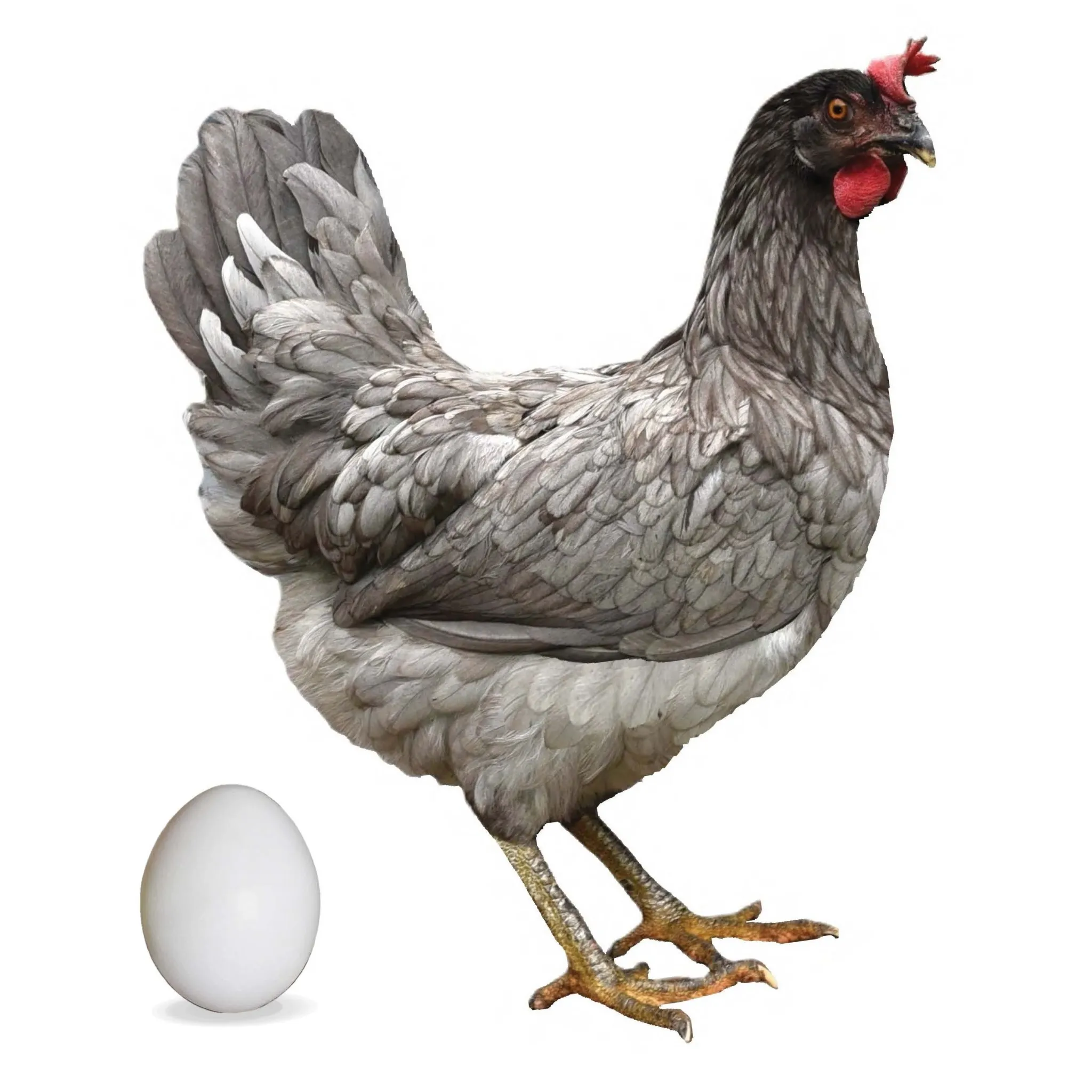 LEGHORN MAVİ D607