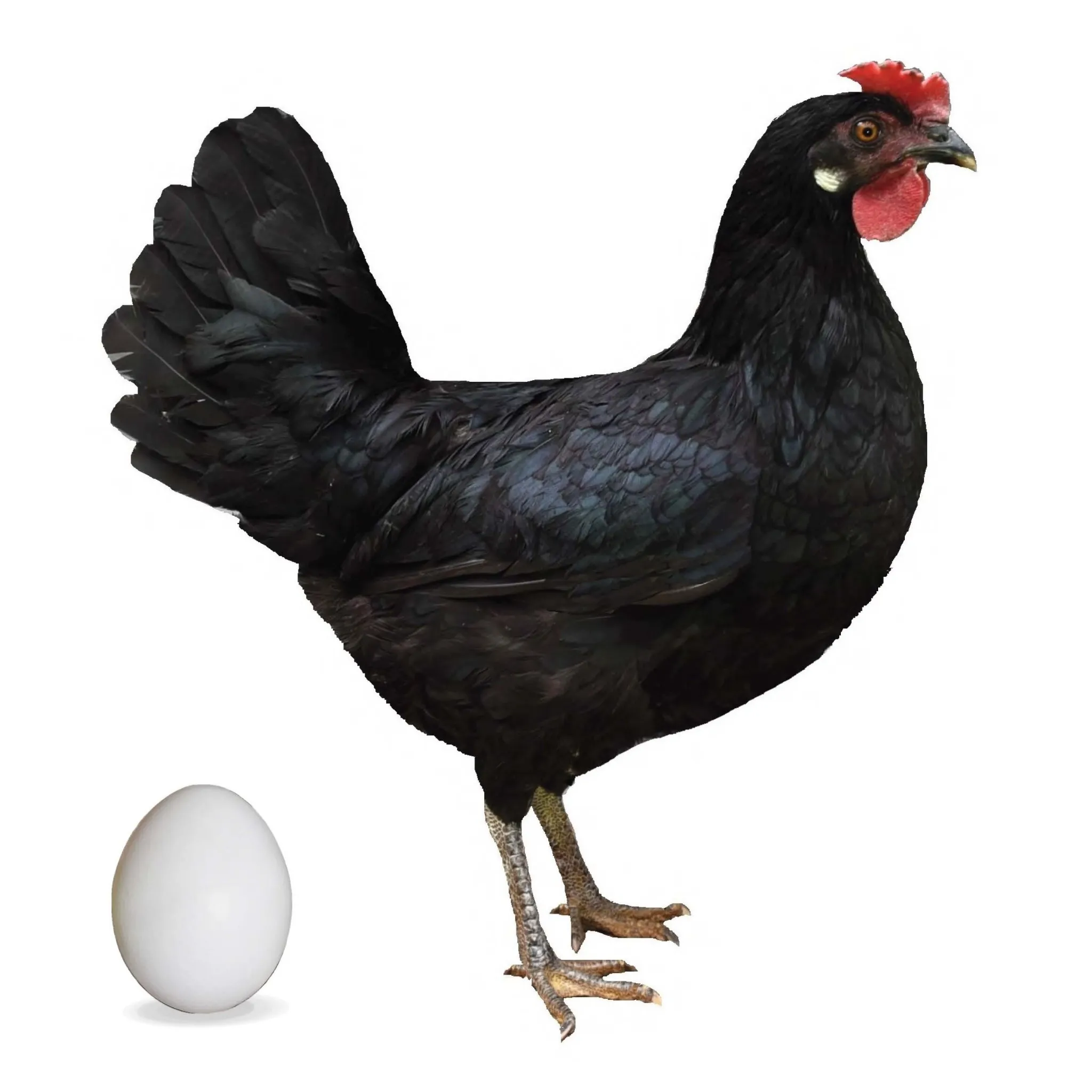 LEGHORN SİYAH D608