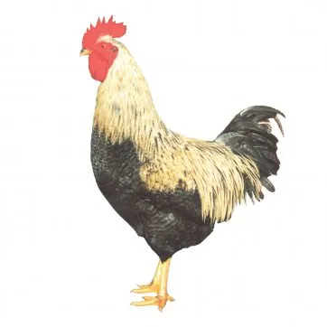 Siyah Gümüş D149