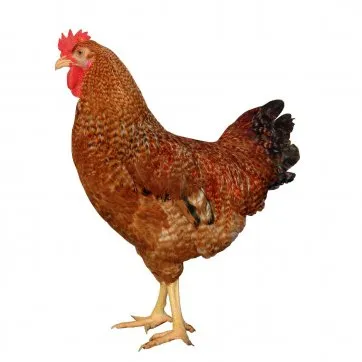 Kırmızı Çilli D159