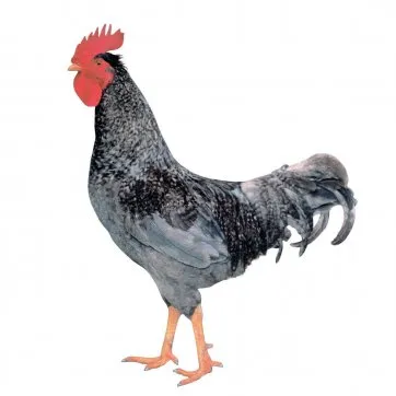 Mavi Kırmızı D187
