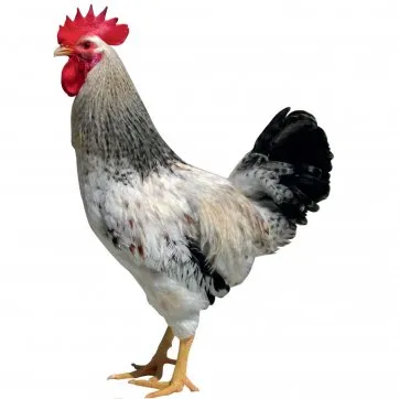 Açık Kırmızı Çilli D459