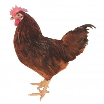 Al Kırmızı D853