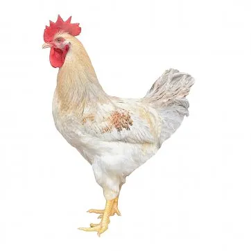 Altın Çilli D902