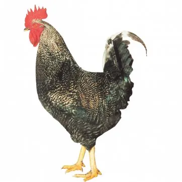Klasik Çilli D959
